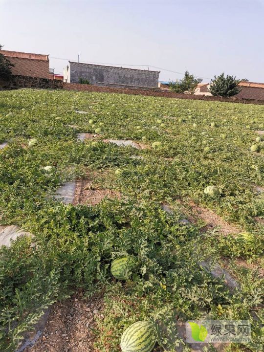 硒砂瓜价格