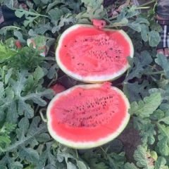 东北陆地西瓜大量上市