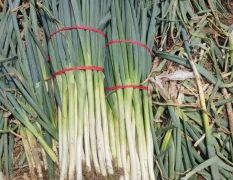 我处大量出售长白大葱