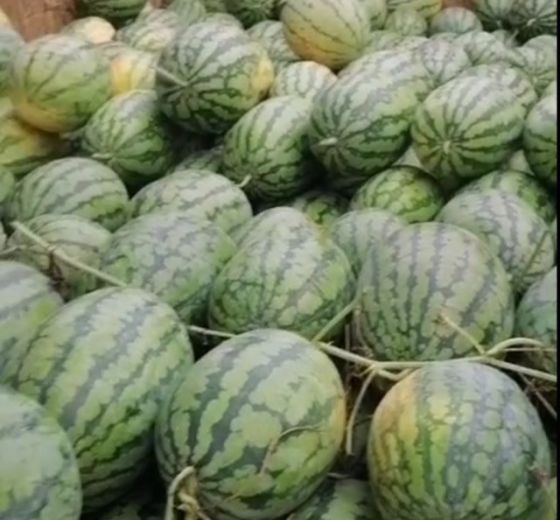 冠龙价格