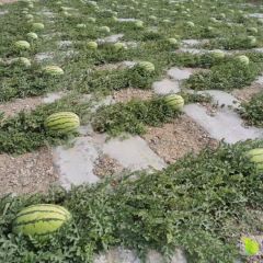 甘肃省会宁县扎子塬硒砂瓜