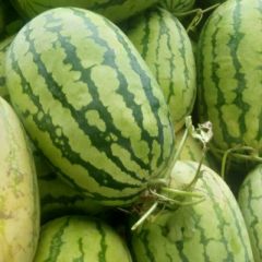 漯河市临颖县西瓜大量上市 西农八号 龙卷风