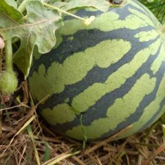 需要西瓜的来看了 各种西瓜，价格便宜