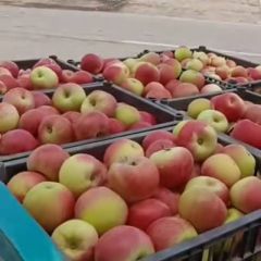 山西临猗红美八，嘎啦大量上市了