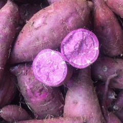 小花叶紫罗兰紫薯大量上市供应中