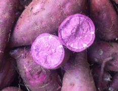 小花叶紫罗兰紫薯大量上市供应中