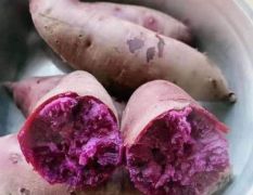 紫罗兰不脱皮的紫薯大量上市供应