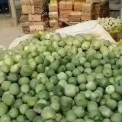绿宝甜瓜大量上市中