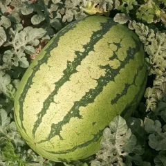 西沙瓜，金城5号