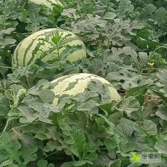 我爱听西瓜上市了有需要的老板前来选购