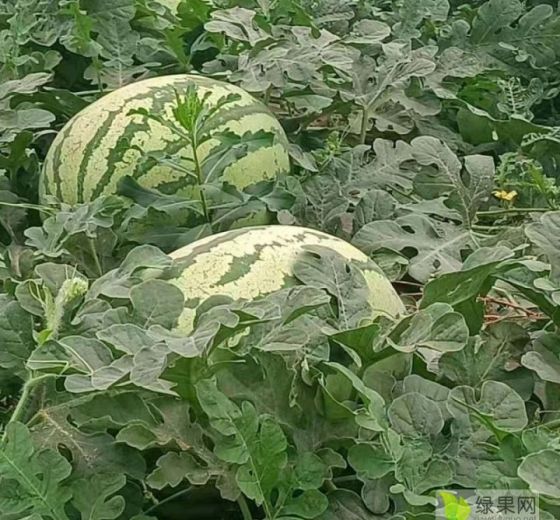 金城5号价格