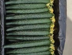 2022大量供应优质中农106品种黄瓜