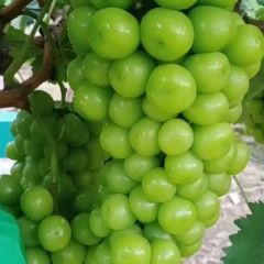 陕西阳光玫瑰葡萄批发