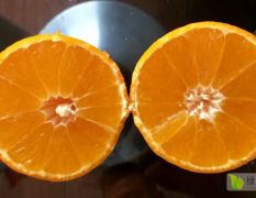 红美人柑橘种植基地 年供20万斤红美人柑橘