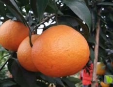 湖南常德杂柑品种红美人柑橘苗木基地 10月底成熟