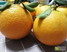 黄美人苗 晚熟中大果型杂柑黄美人柑橘树苗长势旺盛