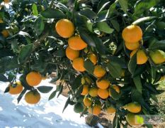 由良蜜桔树苗批发 由良柑橘苗木种植基地