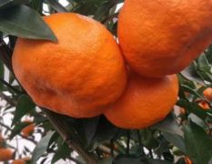 明日见柑橘批量 明日见柑橘苗木种植