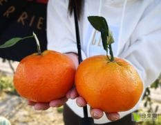 甘平树苗大量供应 甘平柑橘树苗种植基地