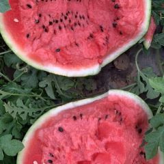 清苑县张登水果批发市场刘先生诚信合作！