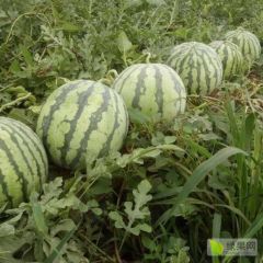河南周口花无籽头茬瓜上市全国代发