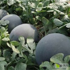 河南周口黑无籽西瓜头茬瓜甘甜熟度好