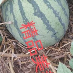 产区直发美都精品8424、美都