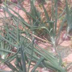 甘肃省会宁县硒砂瓜上市了一条龙的服务