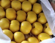 陆地套袋黄油桃上市了！