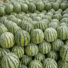开封沙地麦茬美都、8424西瓜大量上市！