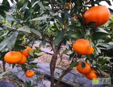 甘平柑橘苗木基地年供甘平柑橘杂柑果实和甘平枝条