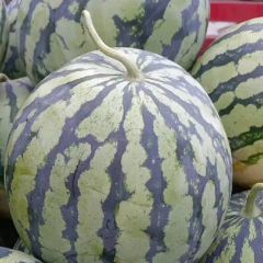 河南太康供应西瓜