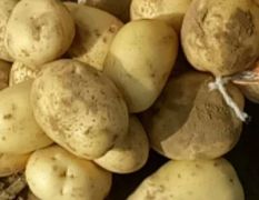 纯沙地土豆即将大量上市，品质有保障