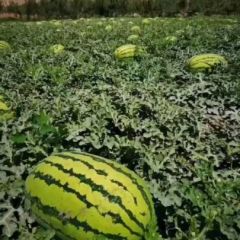 甘肃省汉沙田硒砂瓜