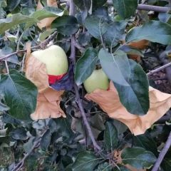 河南省焦作市，武陟县百亩华硕大量上市