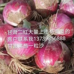 2021年甘肃金武地区洋葱魏卿诚信合作