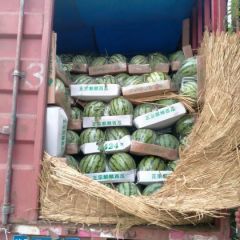 纯沙土地西瓜 西瓜大量上市中