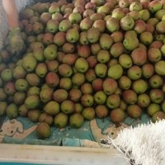 皇冠梨新梨七号代购