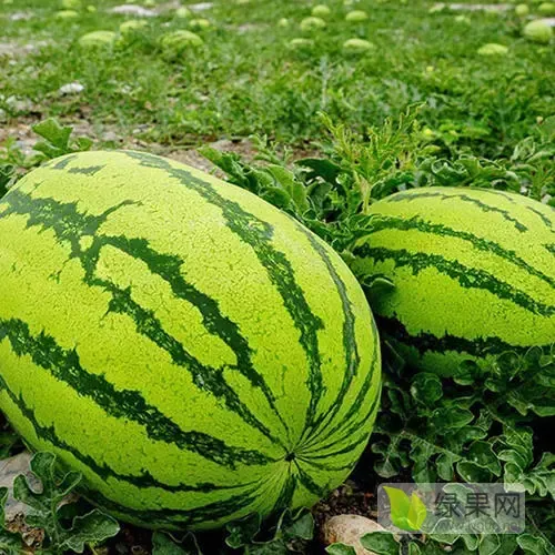 硒砂瓜价格