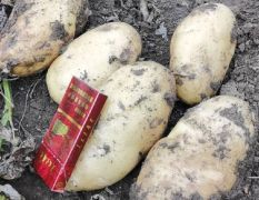 葫芦岛高桥土豆大量上市