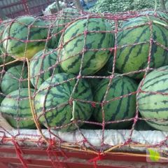 玉麒麟西瓜大量供应 欢迎选购