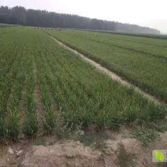 聊城韭菜大量上市,价格合适。