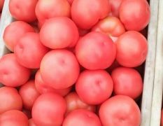 硬粉西红柿大量供应