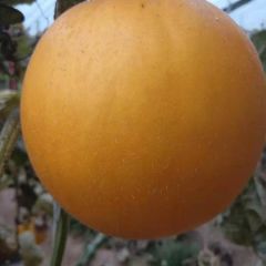 自家大棚种植久红瑞甜瓜处理