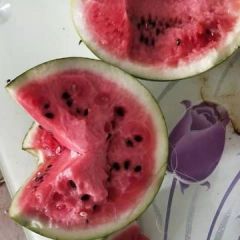 精品美嘟头茬西瓜大量供应0.3元