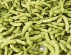 徐州精品毛豆大量供应中