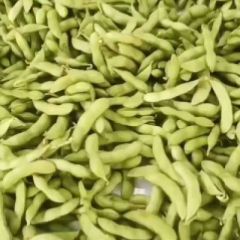 徐州精品毛豆大量供应中