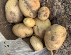 旭淼农场出售大量土豆
