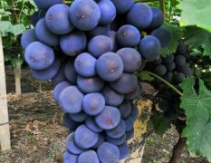 自家大棚葡萄成熟，欢迎客商前来采购。