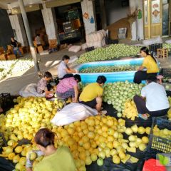 河南甜香瓜大量上市品质好价格好